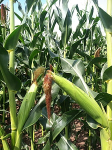 kukurydza, COB, roślina, upraw, wydajność