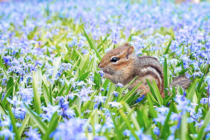 esquirol llistat, primavera, camp, Prat, flors, porpra, blau