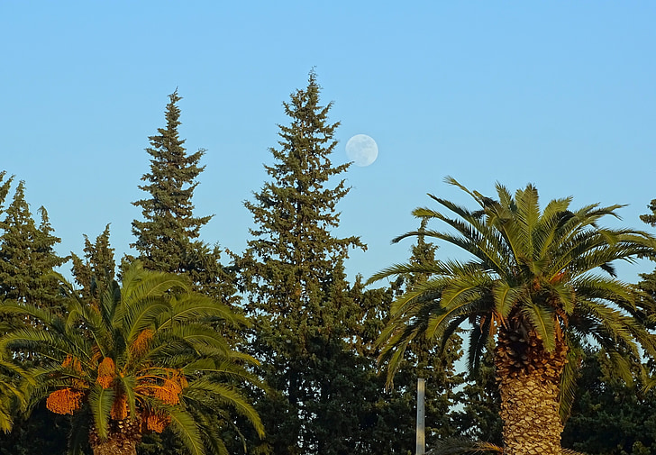 trees, day, blue, green, landscape, palms, moon