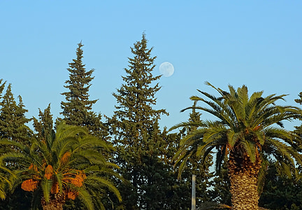 trees, day, blue, green, landscape, palms, moon