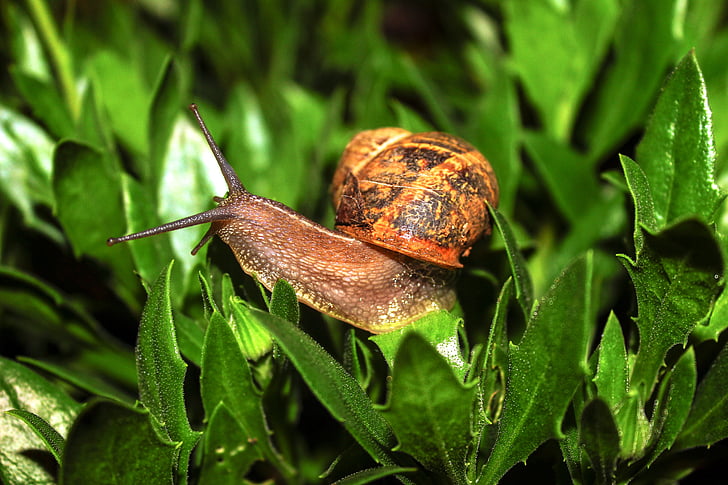 snail, animal, nature, animals, shell, forest, green