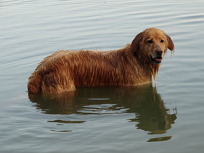 anjing, Danau, berenang, olahraga air