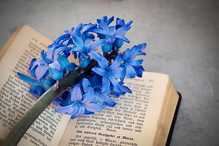 puķe, Hiacinte, zila, smaržīgs zieds, ziedi, zilu ziedu, schnittblume