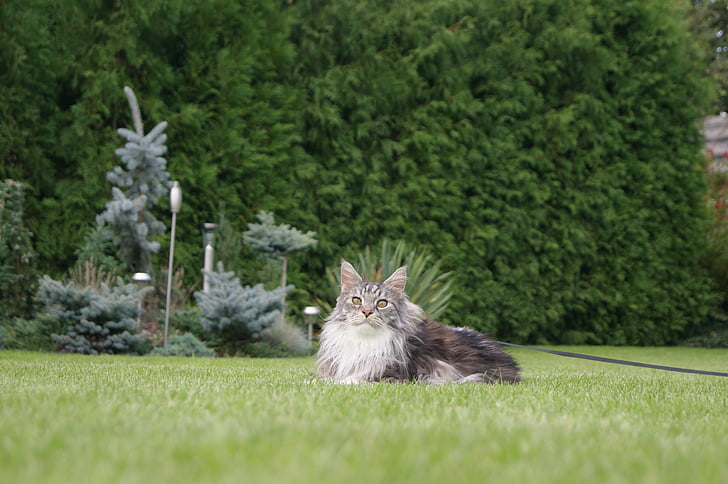 cat, grass, green, maine coon, animal, domestic Cat, pets