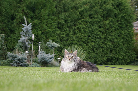 katten, gresset, grønn, Maine coon, dyr, innenlands cat, kjæledyr