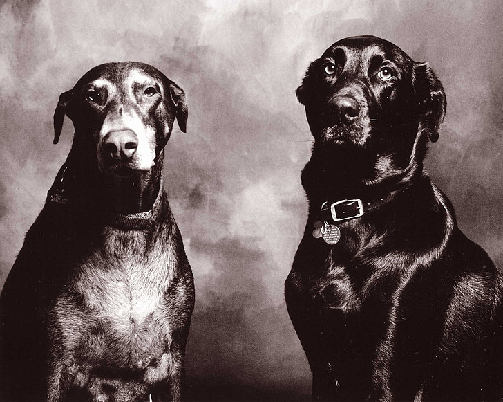 psy, portret czarno-białe, Doberman, laboratorium