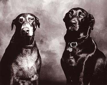 dogs, black and white portrait, doberman, lab