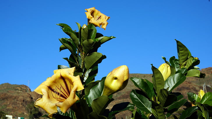 fleurs, plantes, îles Canaries, ciel bleu, fleurs jaunes