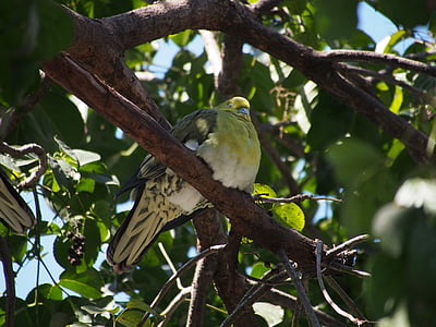 zelený holubice, pták, Tchaj-pej