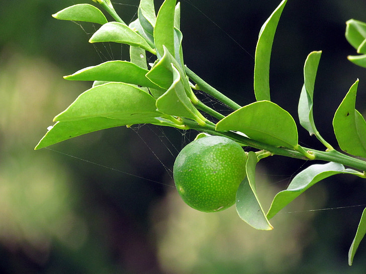 Kumquat, in, volledige, groei, fruit, voedsel, natuur