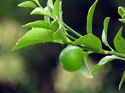 kumquat, in, full, growth, fruit, food, nature