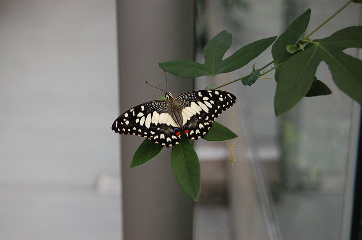 motýľ, Príroda, hmyzu