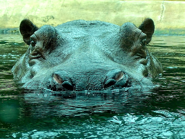 Hippo, Zoo, hippopotame, fermer, nature, monde animal, animaux