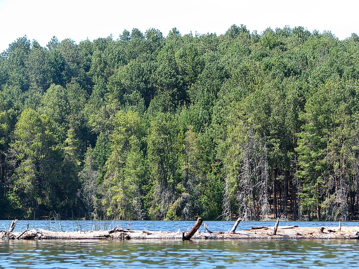 puud, kodaikanal, Lake