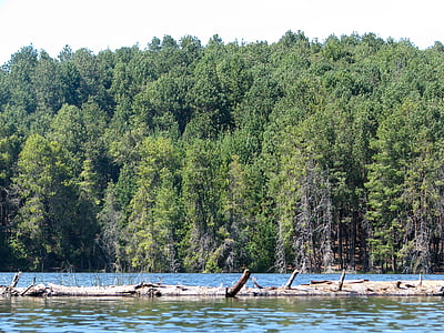 stromy, kodaikanal, jazero