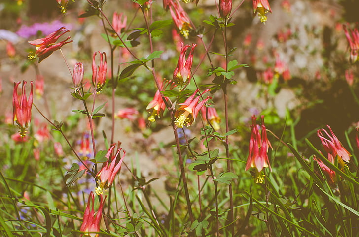 flowers, red, garden, spring, nature