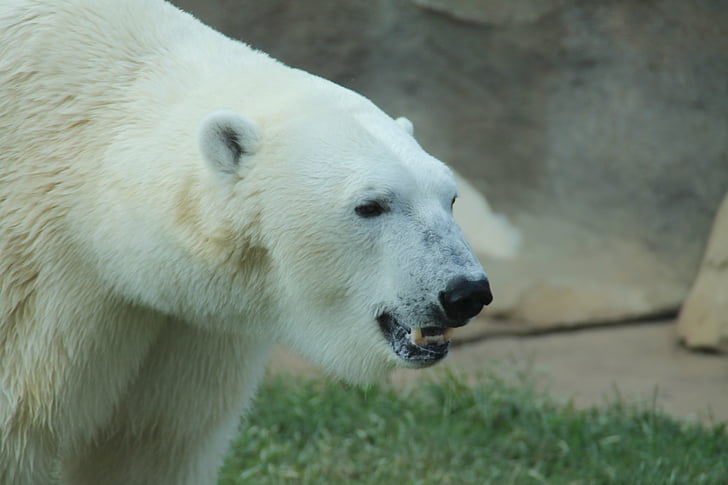 Polar bear, balta, zobi, ausis, acis, seja, auksti