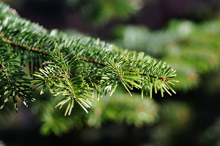 christmas tree, tannenzweig, needles, green, conifer, fir, close