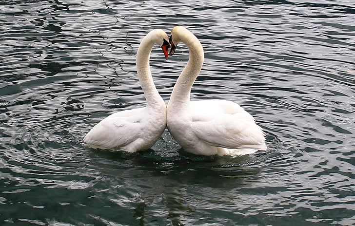 Angsa, Swan pasangan, jantung, Cinta, Danau, Lago maggiore, Locarno