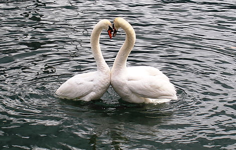swans, swan pair, heart, love, lake, lago maggiore, locarno