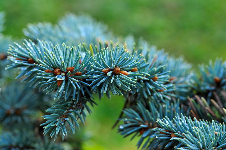 dverg blå fir, furu, bartre, gren, nåler, Blue spruce, natur