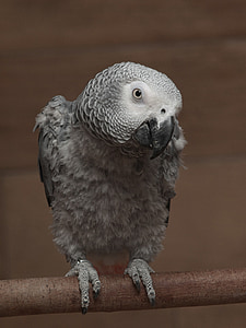 papegøje, afrikanske, grå, fugl, aborre, Portræt, close-up