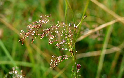 quaking grass, dew, dewdrop, grass, drop of water, close
