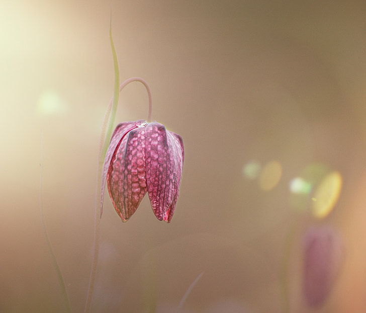 chequered, spring, lily family, close, fritillaria meleagris, flowers, april