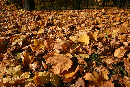 Park, erdő, ősz, fa, lombozat, október, természet