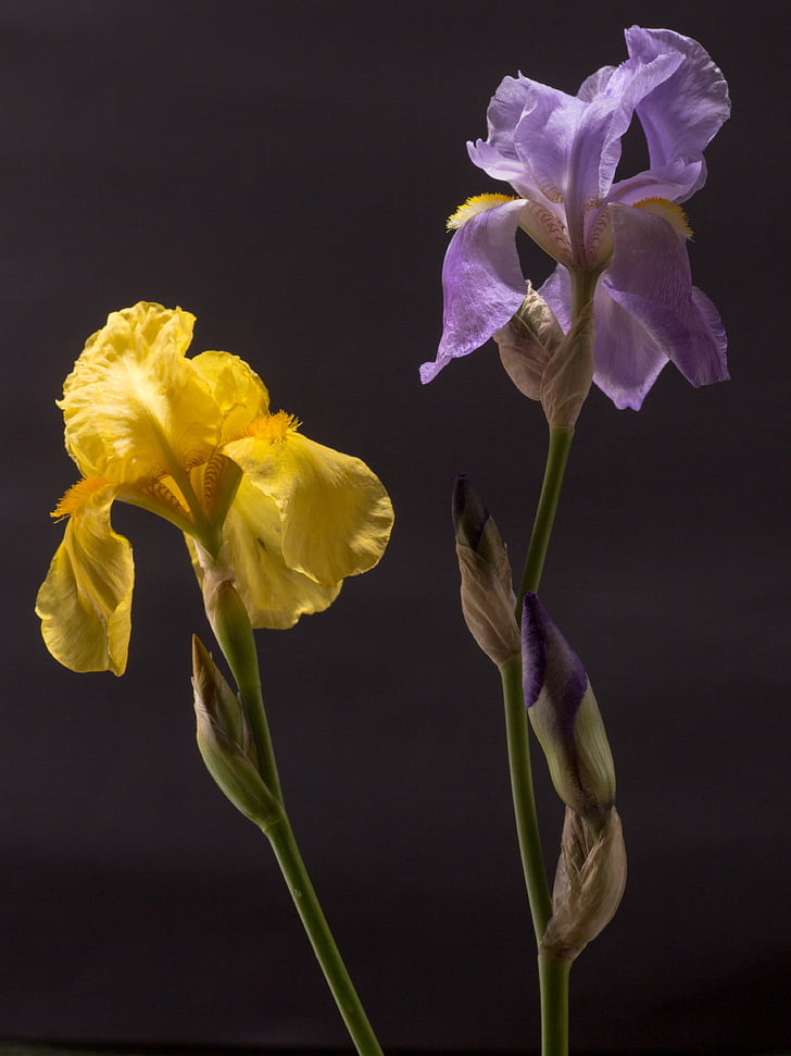 Iris, púrpura oscuro, amarillo, flor, floración, Iridaceae, planta ornamental