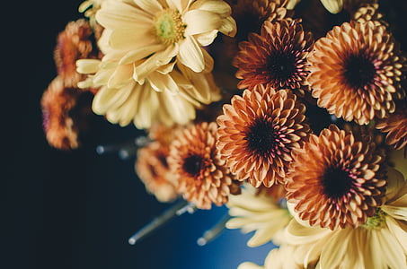 sığ, odak, Sarı, Turuncu, çiçekler, çiçek, çiçek