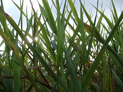 reed, grass, grasses, nature, green, leaves