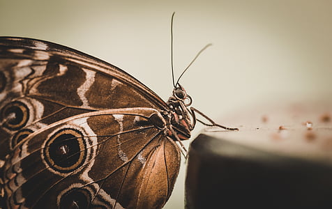 butterfly, monarch, moth, caterpillar, spots, pattern, illuminati