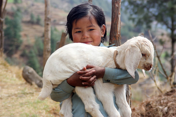 Népal, agneau, Sherpa, Trek, jeune fille, enfant, populations locales