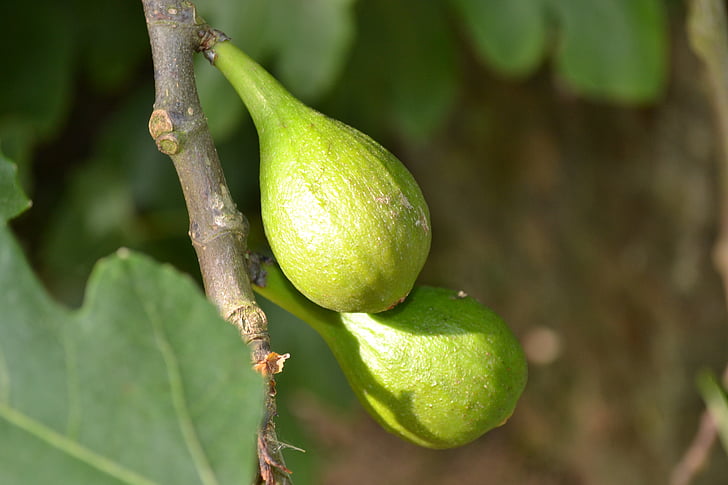 Wild fig, vanlige fig, Ficus carica, unge frukt, grønn, Nærbilde, Adam og Eva