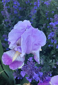 百合, 紫色, 花, 植物, 自然