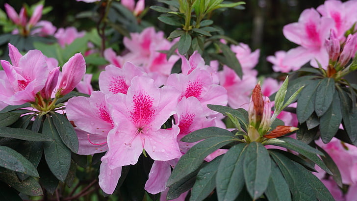 flowers, natural, plant, pink Color, nature, flower, petal