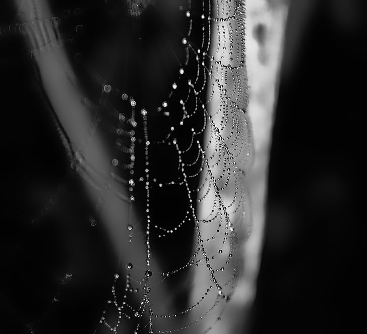 web, dew, morning, summer, spider Web, spider, drop