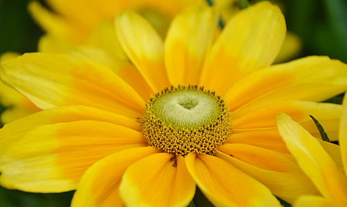 žlutá, květ, květinové, Příroda, květ, list, závod