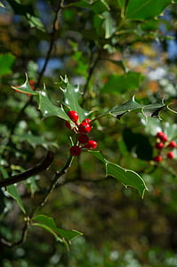 червен, гора, природата, червен цвят, цветове есен, Есенен пейзаж, листа