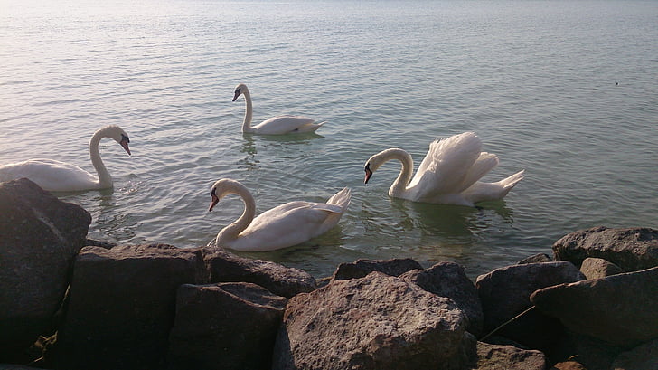 swan, lake balaton, lake, bird, nature, animal, water