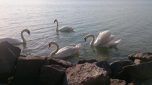 Лебедь, Озеро Балатон, озеро, птица, Природа, животное, воды