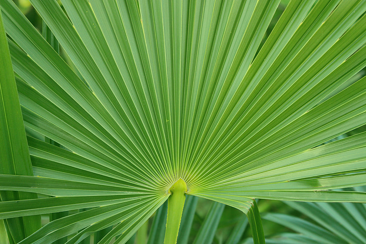 palm, leaf, green, foliage