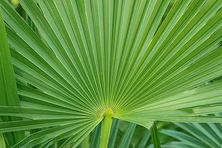Palm, Leaf, zaļa, zaļumi