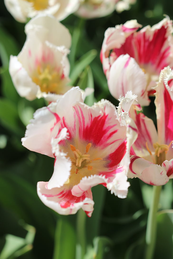 tulipány, biela, ružová, žltá, kvet, rastlín, Príroda
