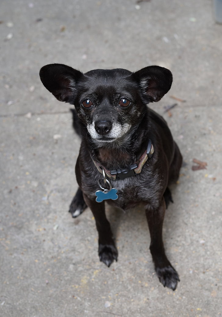 Chihuahua, negro, vertical, animal, perro, mascota, pequeño