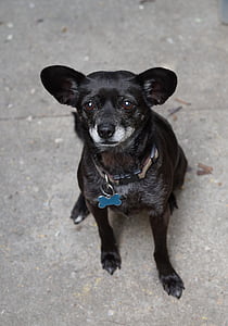 Chihuahua, fekete, függőleges, állat, kutya, PET, kis