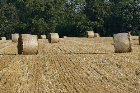 nature, hay bales, arable, cereals, field, forest