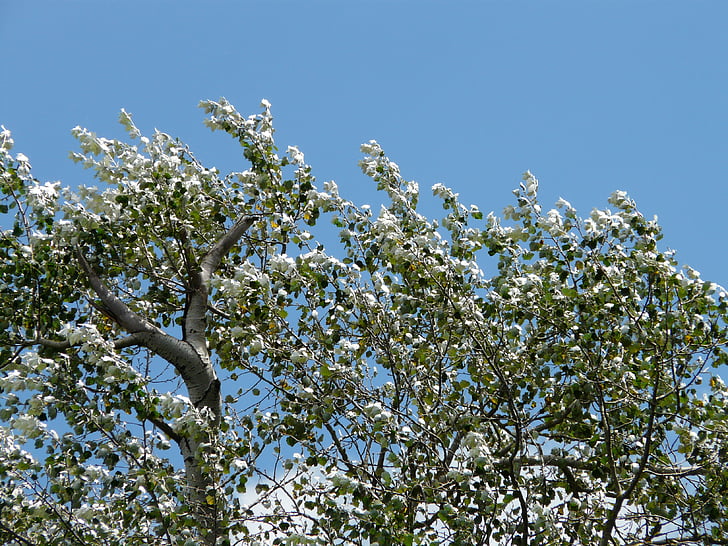 folhas, vento, murmúrio, Populus alba, árvore, Poplar, Choupo branco