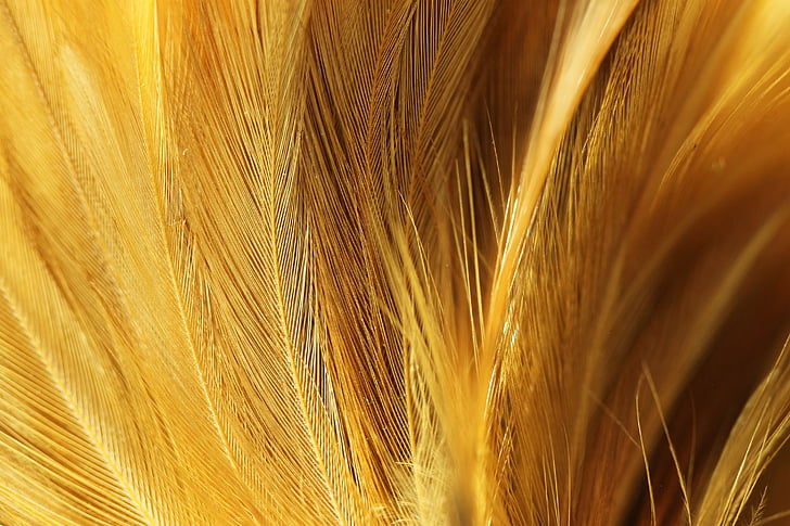 chicken feather, velvety, brown, nature, yellow, close-up, agriculture